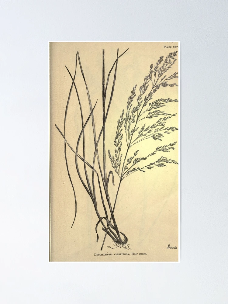 Imagen 1 de 3, Póster con la obra The agricultural grasses and forage..., diseñada y vendida por Rodeoclash.