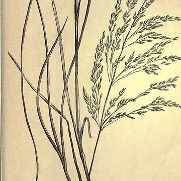 Imagen de la obra The agricultural grasses and forage... de Rodeoclash