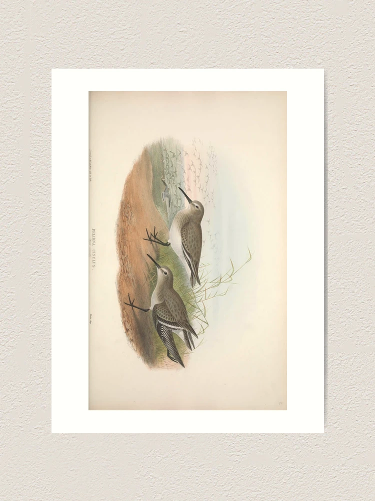 Thumbnail 1 von 3, Kunstdruck, The birds of Great Britain... designt und verkauft von Rodeoclash.