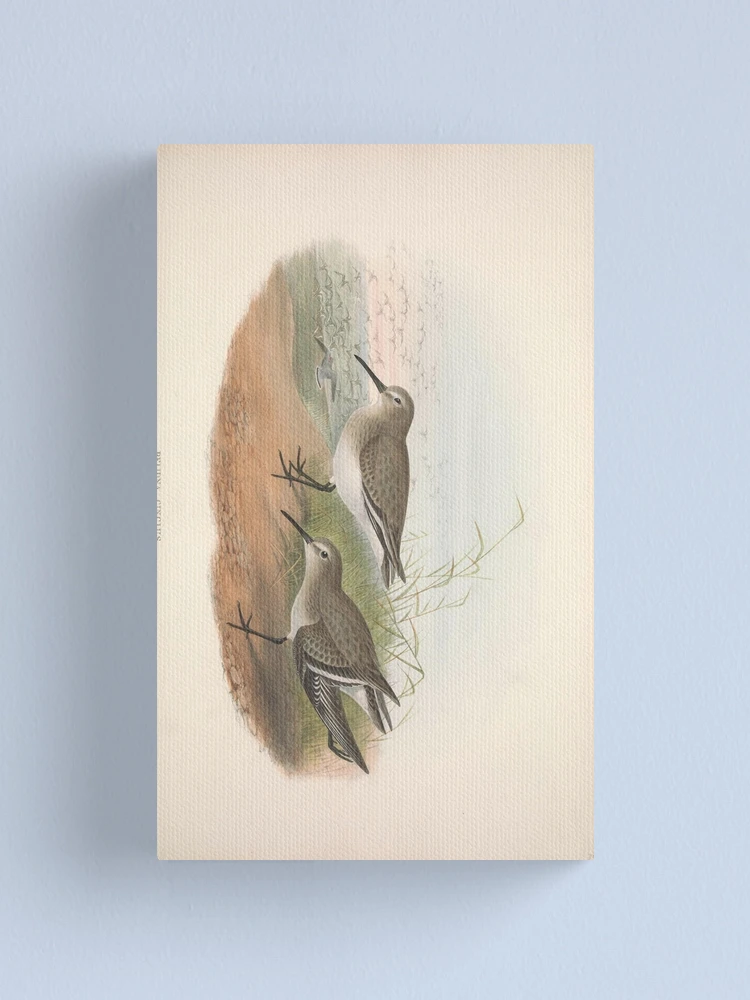 Imagen 1 de 3, Lienzo con la obra The birds of Great Britain..., diseñada y vendida por Rodeoclash.