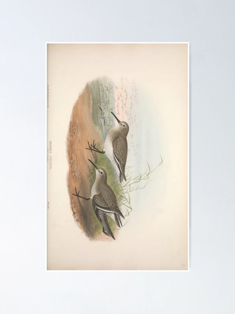 Thumbnail 1 von 3, Poster, The birds of Great Britain... designt und verkauft von Rodeoclash.