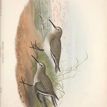 Vorschaubild zum Design The birds of Great Britain... von Rodeoclash