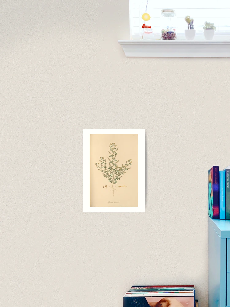 Thumbnail 2 von 3, Kunstdruck, Flora Graeca sive Plantarum rariorum... designt und verkauft von Rodeoclash.