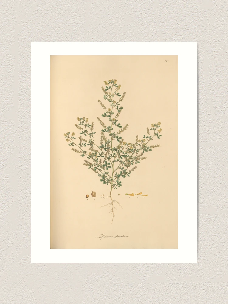 Thumbnail 1 von 3, Kunstdruck, Flora Graeca sive Plantarum rariorum... designt und verkauft von Rodeoclash.