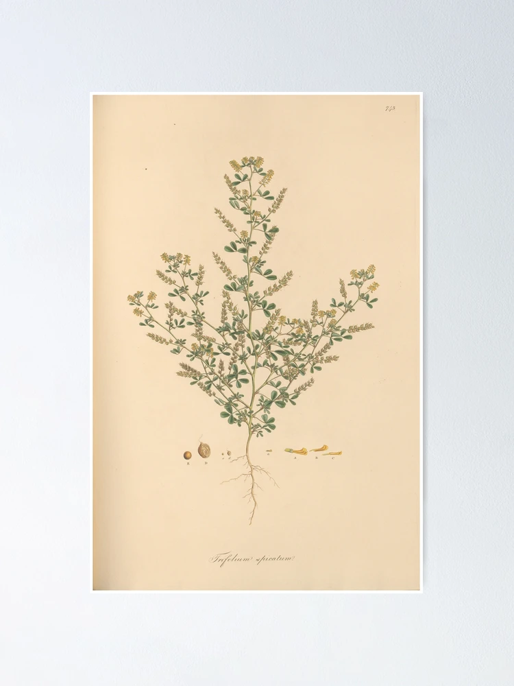 Imagen 1 de 3, Póster con la obra Flora Graeca sive Plantarum rariorum..., diseñada y vendida por Rodeoclash.