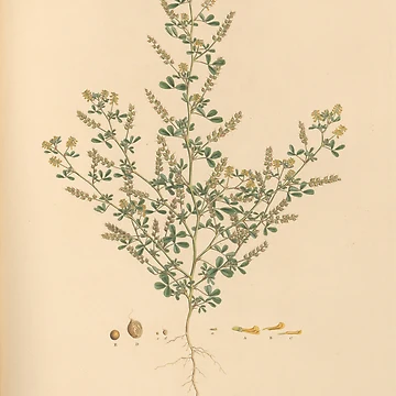 Imagen de la obra Flora Graeca sive Plantarum rariorum... de Rodeoclash