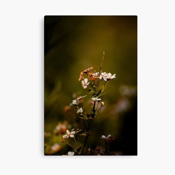 Spring renewal Canvas Print