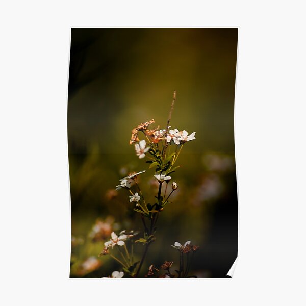 Renouveau printemps Poster