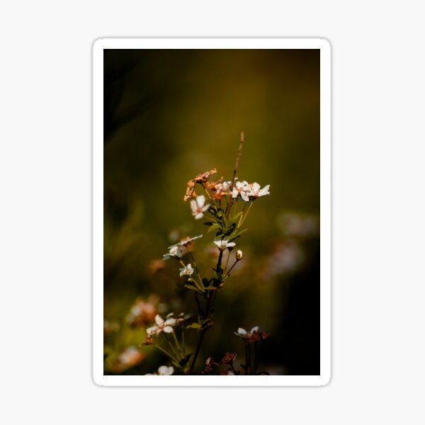 Spring renewal Sticker