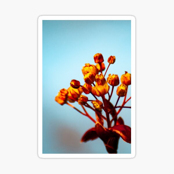 Red maple 2 Sticker
