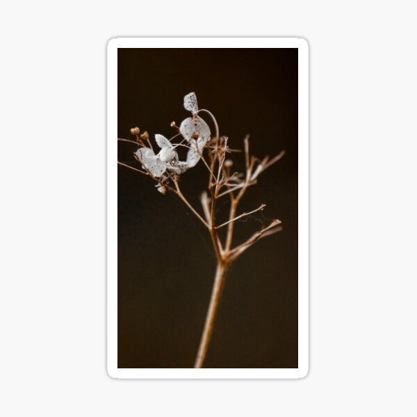 Dry leaves Sticker