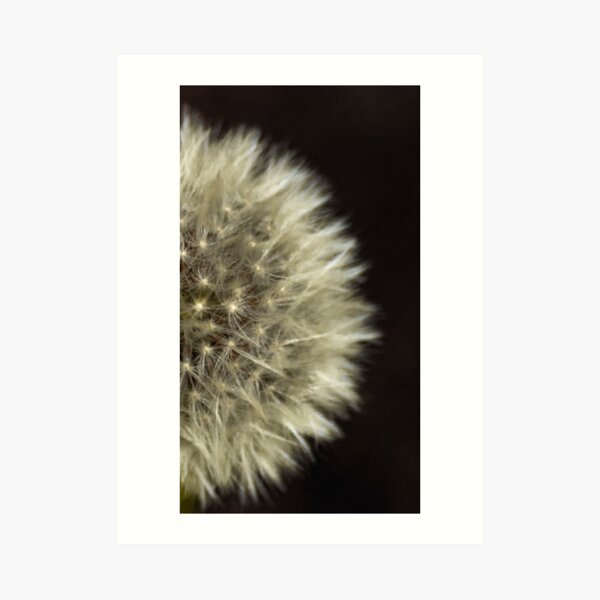 dandelion Art Print