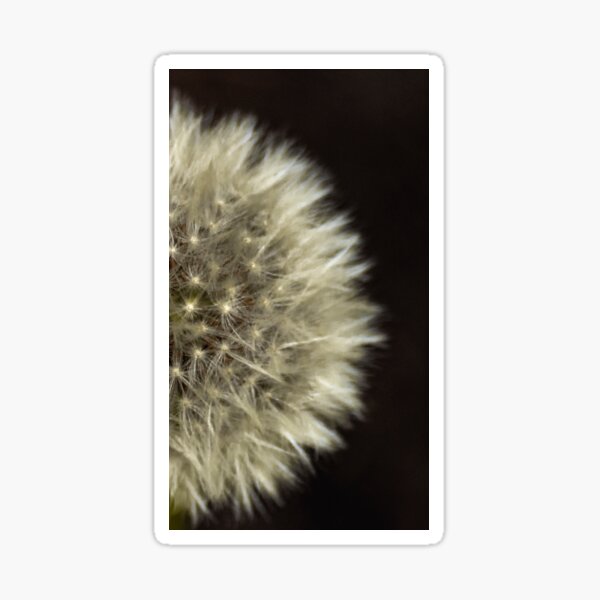dandelion Sticker