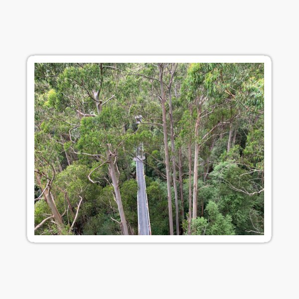 High in the tree canopy at Otway Fly, Victoria, Australia Sticker