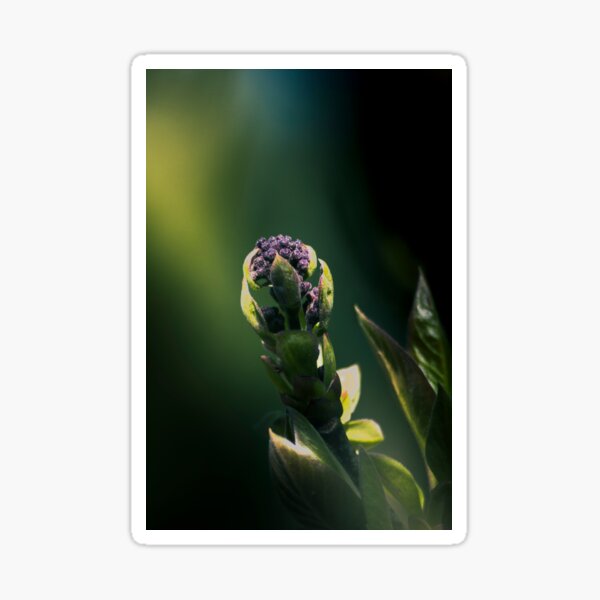 lilac sprout Sticker