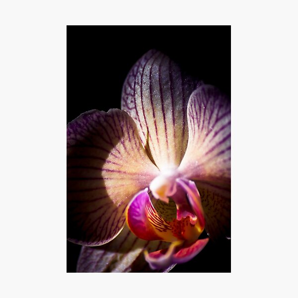 Pink orchid Photographic Print