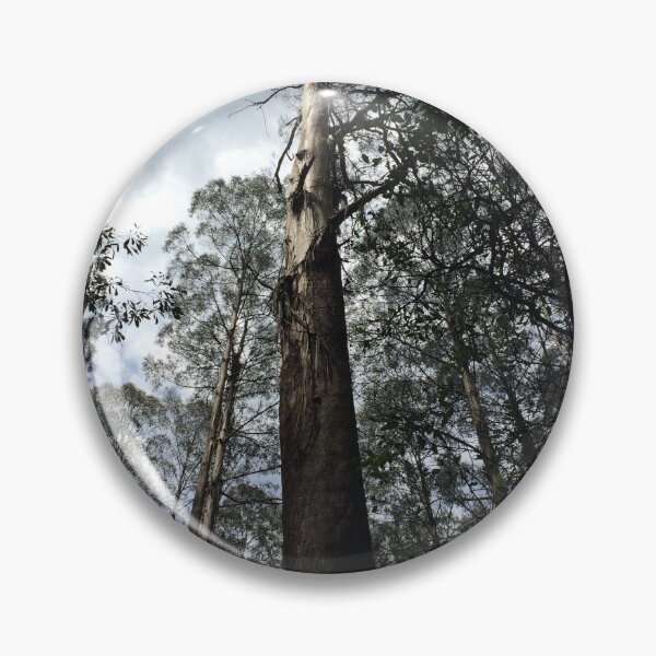 Item preview, Towering Mountain Ash tree Eucalyptus regnans Toolangi, Victoria, Australia designed and sold by Juliette Remfrey.