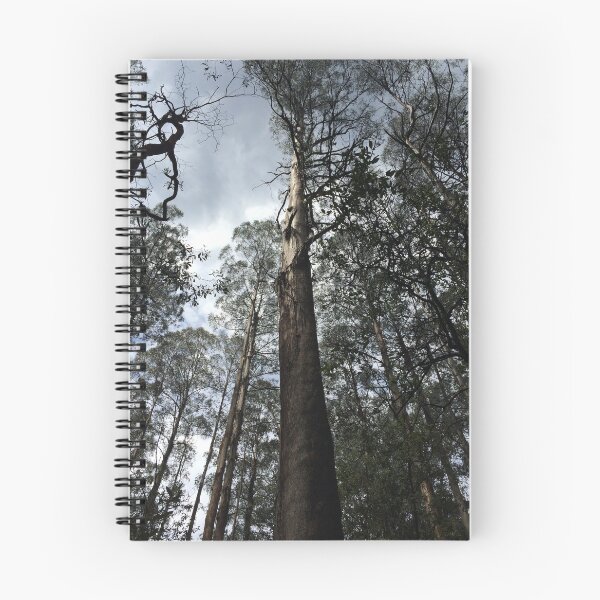 Item preview, Towering Mountain Ash tree Eucalyptus regnans Toolangi, Victoria, Australia designed and sold by Juliette Remfrey.