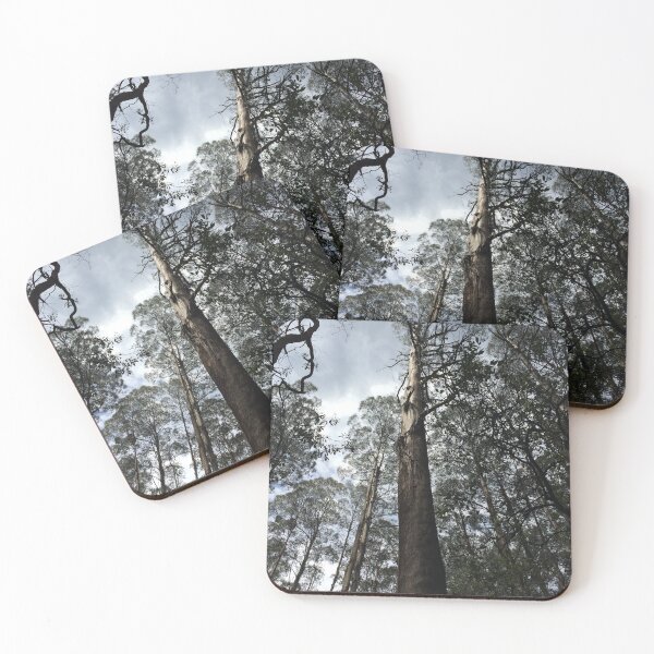 Item preview, Towering Mountain Ash tree Eucalyptus regnans Toolangi, Victoria, Australia designed and sold by Juliette Remfrey.