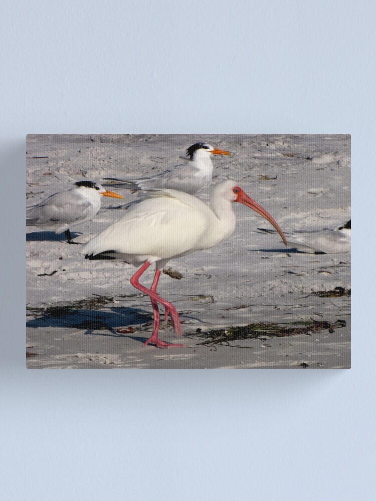 Alternate view of White Ibis Foraging Canvas Print
