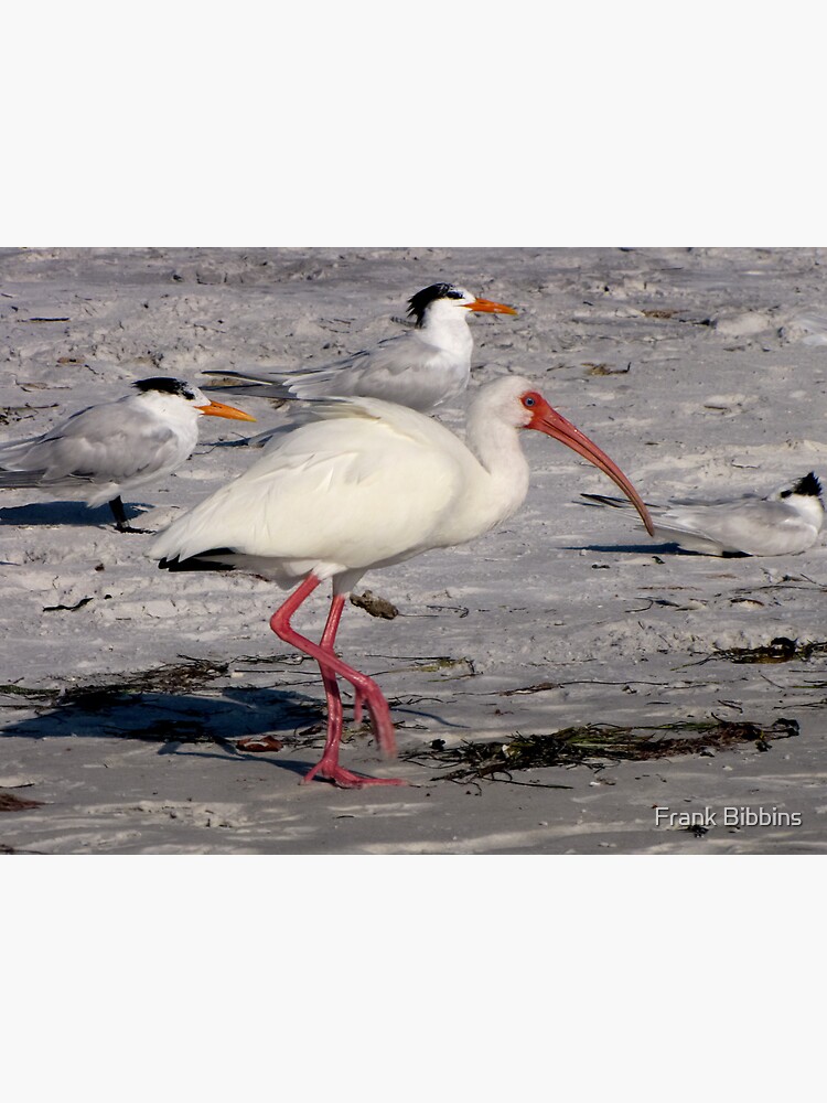 White Ibis Foraging by organicman2