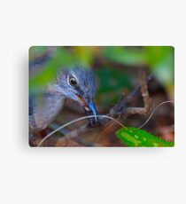 I found This Bug in the Leaves and It so so good Canvas Print