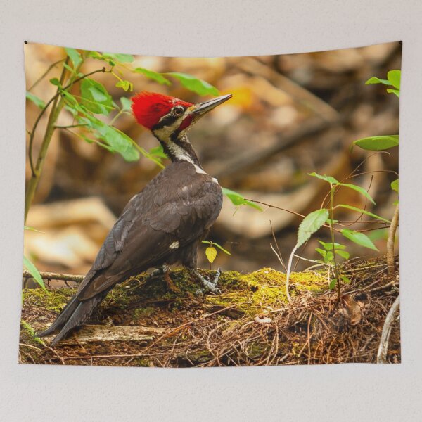 Item preview, Pileated Woodpecker on the lookout designed and sold by Dalyndigital Photography.