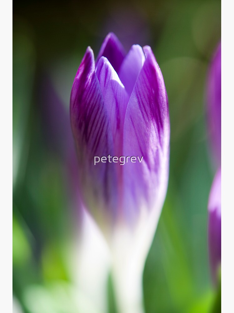 Day 224 - 19th February 2012 by petegrev