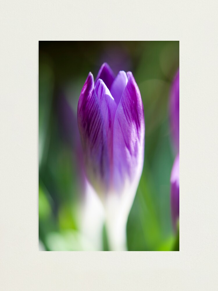Alternate view of Day 224 - 19th February 2012 Photographic Print