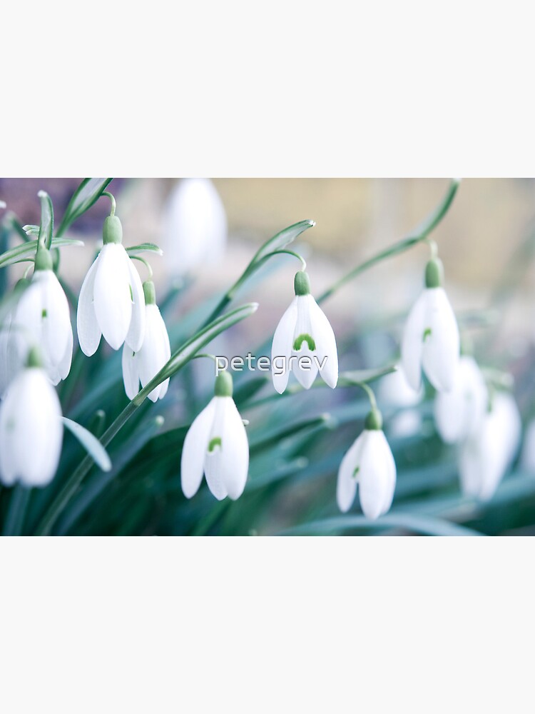Day 225 - 20th February 2012 by petegrev
