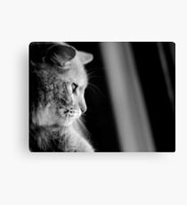 Cat Canvas Print
