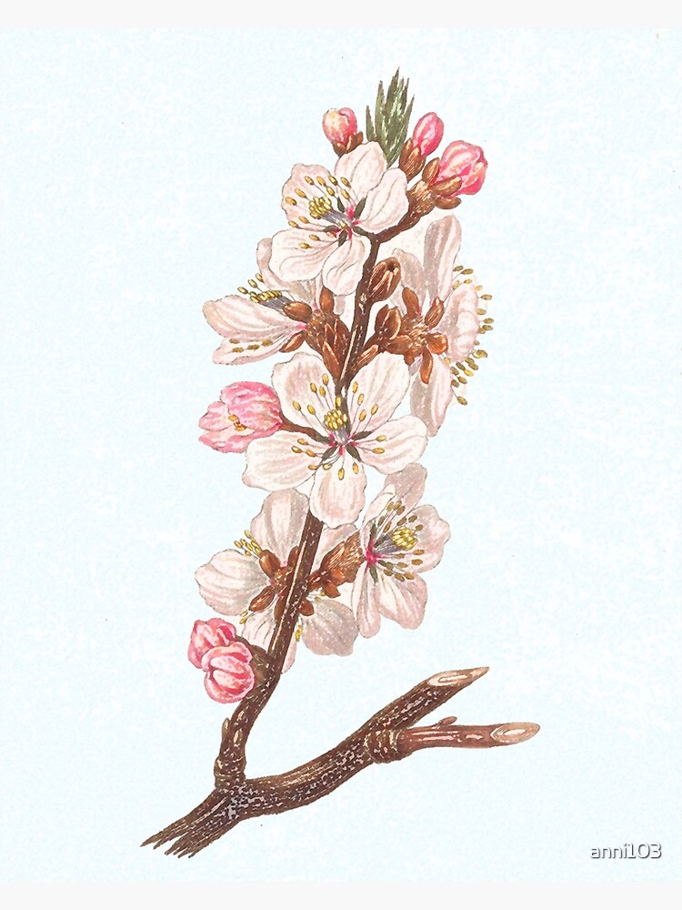 Spring is the vehicle of hope- blossom branch by anni103
