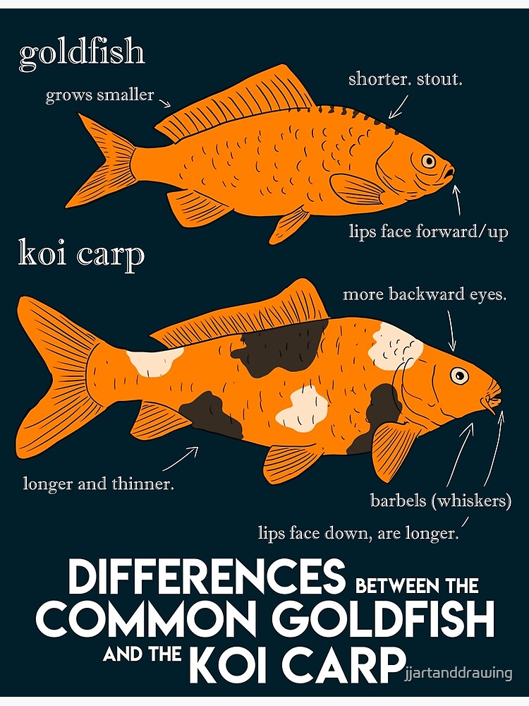 "fishing poster. the difference between a goldfish and a koi carp. fish