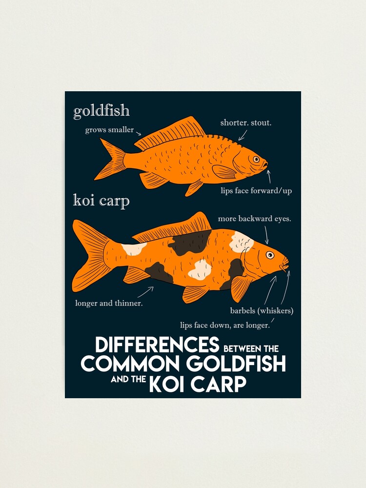 "fishing poster. the difference between a goldfish and a koi carp. fish