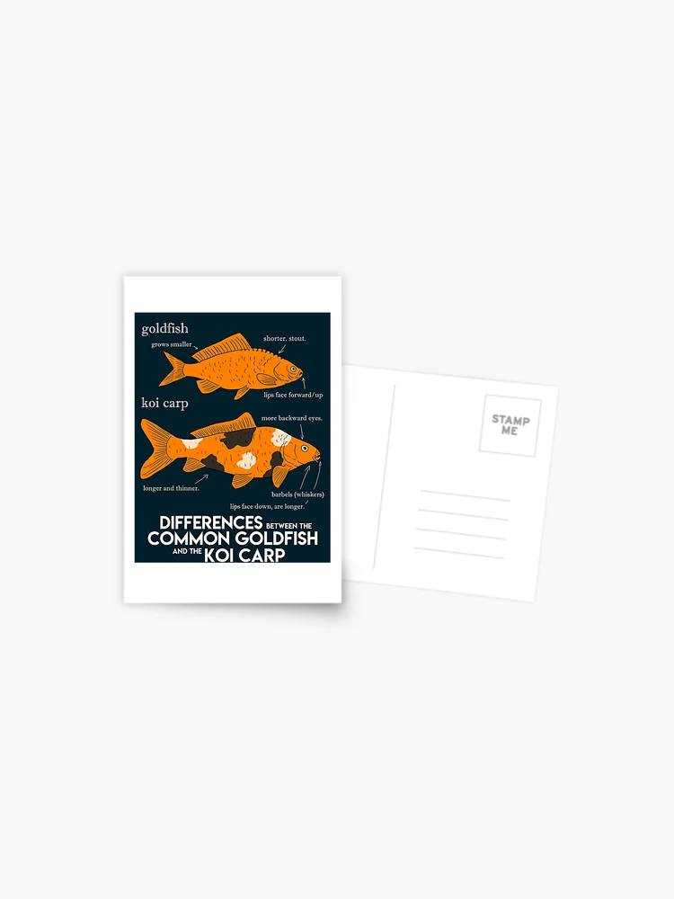 fishing poster. the difference between a goldfish and a koi carp