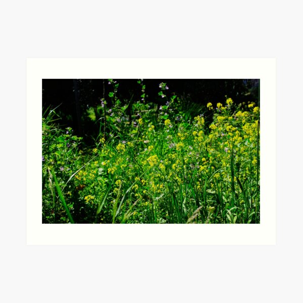 Pretty Little Yellow Wildflowers Art Print