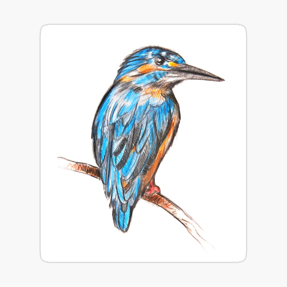 Premium Vector | Kingfisher bird line art premium vector illustration