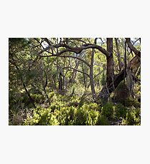 Bushland Photographic Print