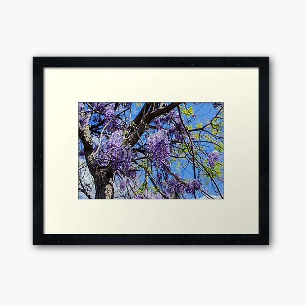 Wisteria Blossoms Framed Art Print