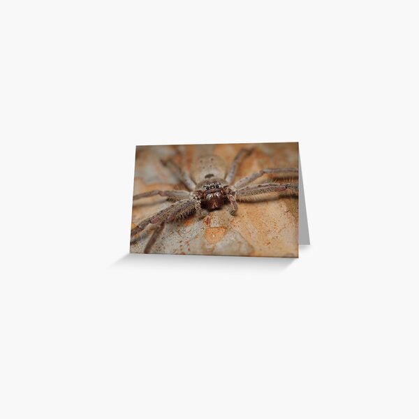 Brown Huntsman - Heteropoda sp. Greeting Card