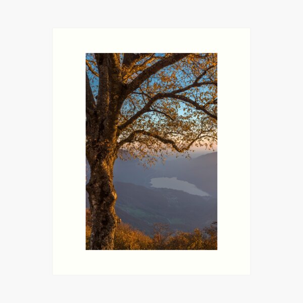 Item preview, Beech tree at sunset designed and sold by Giovanni Appiani.