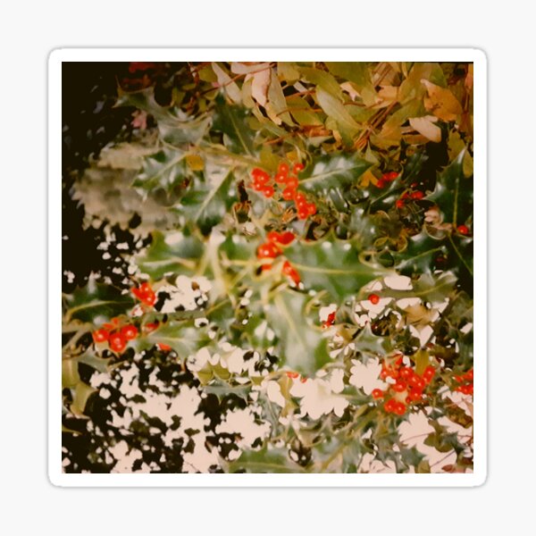 Nothing says Christmas like a Holly bush Sticker