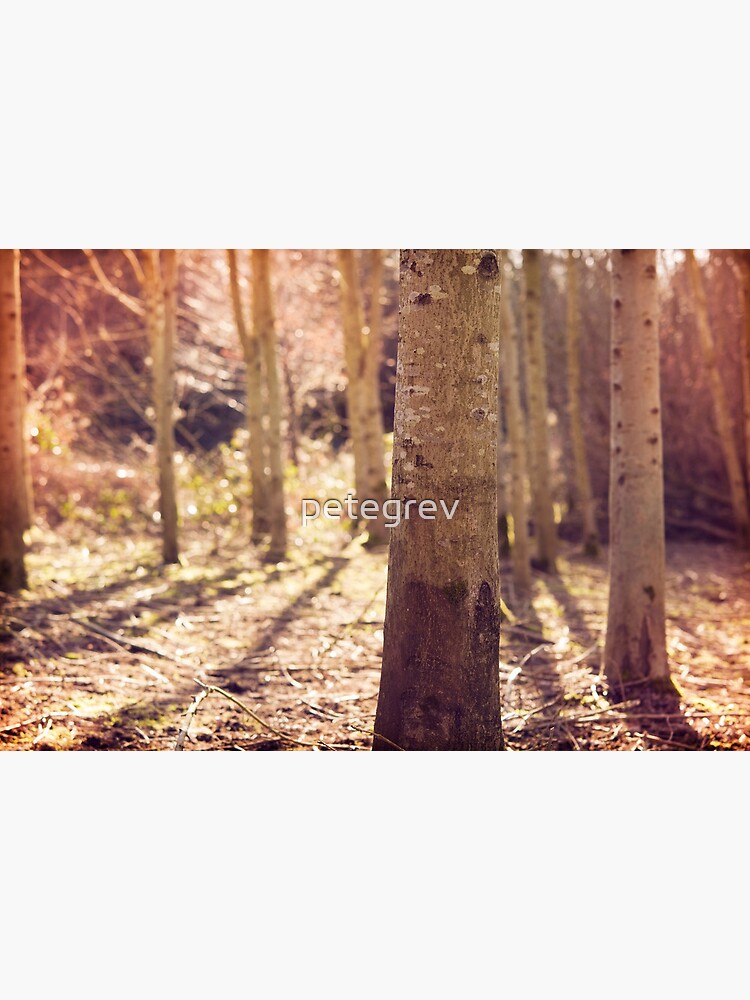 Day 230 - 25th February 2012 by petegrev