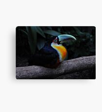 Toucan Canvas Print
