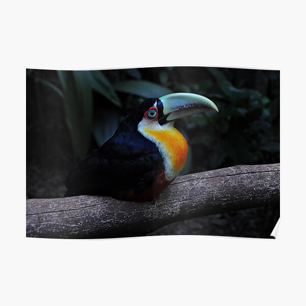 Toucan Poster