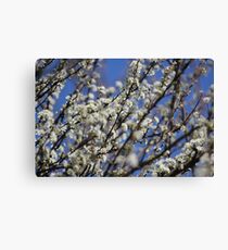 Plum Blossom Canvas Print