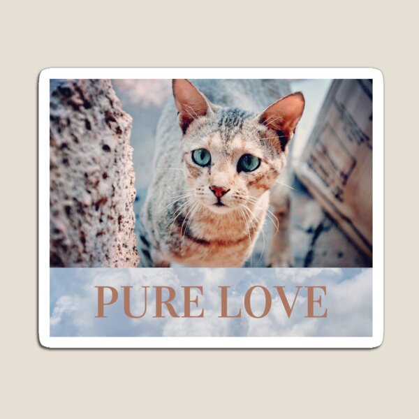 Aperçu de l'œuvre Chat Siamois Rouge - Pure Love créée et vendue par Susan Pfrender.
