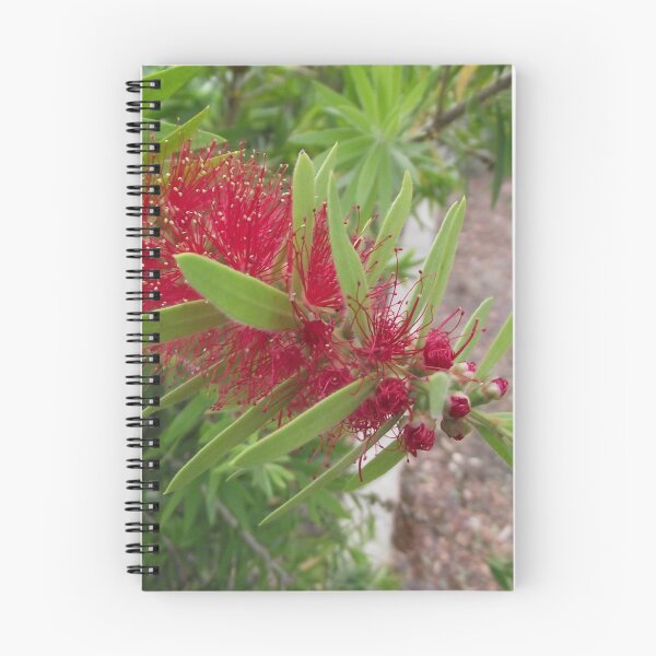 Item preview, Bottlebrush Flower designed and sold by Steven Cousley.