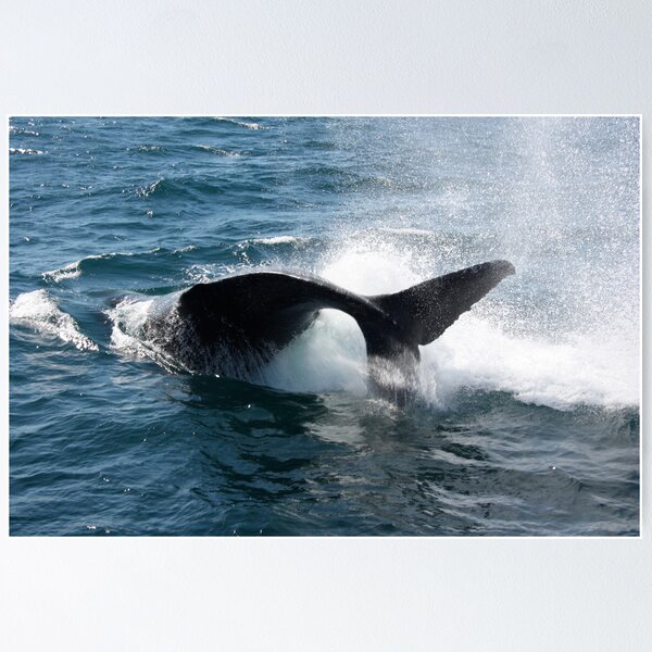 Item preview, Whale Watching designed and sold by glenlea.