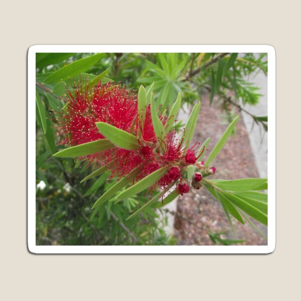 Item preview, Bottlebrush Flower designed and sold by Steven Cousley.